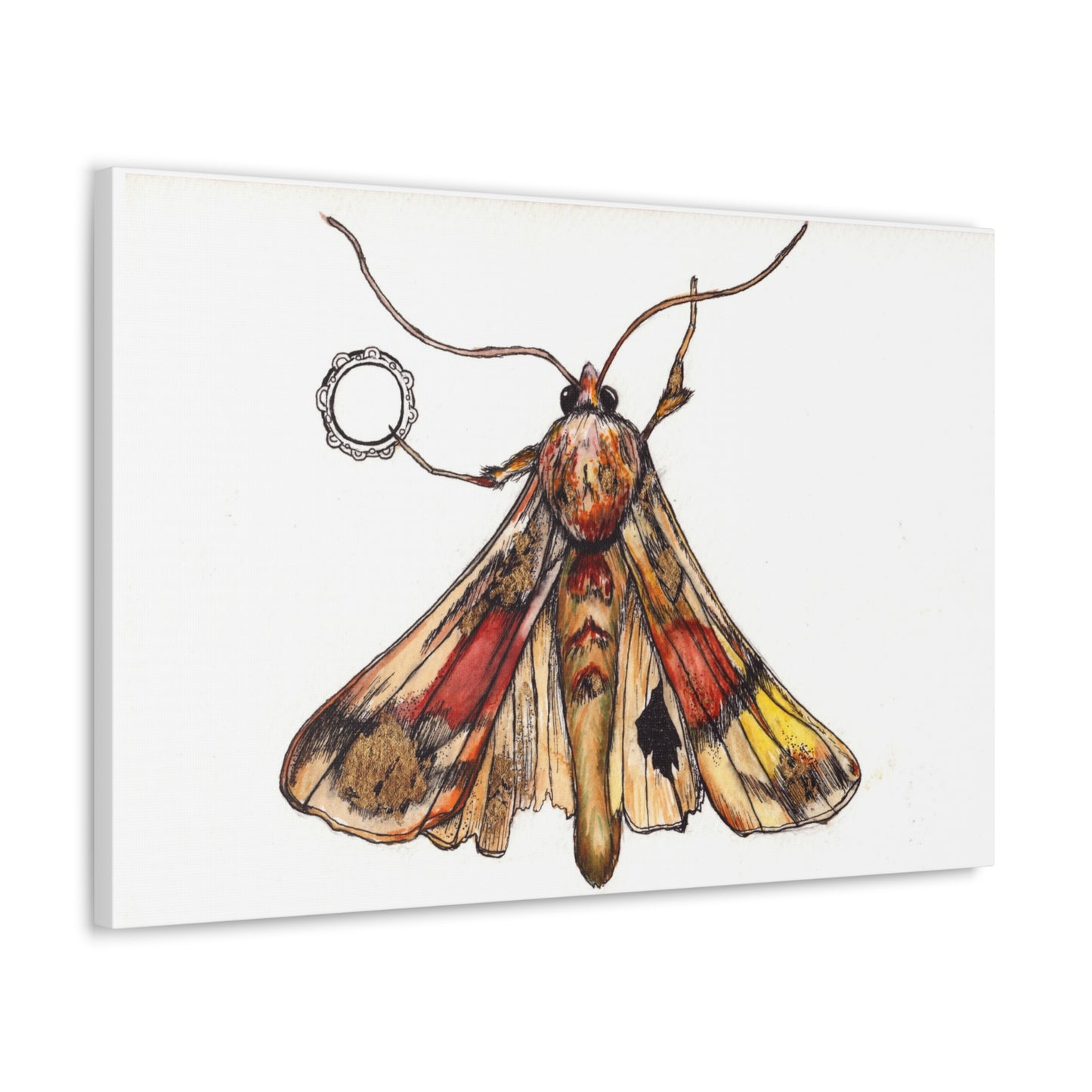 Moth -Canvas Gallery Wraps