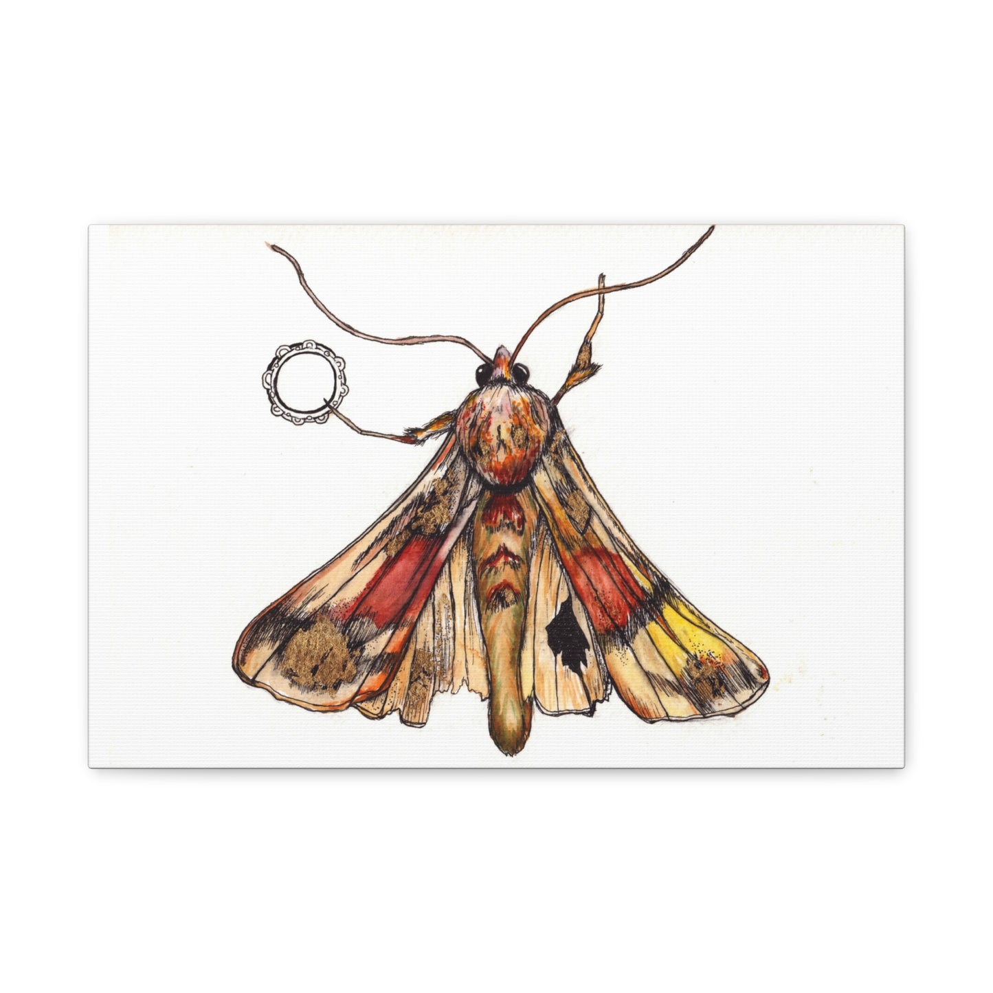 Moth -Canvas Gallery Wraps