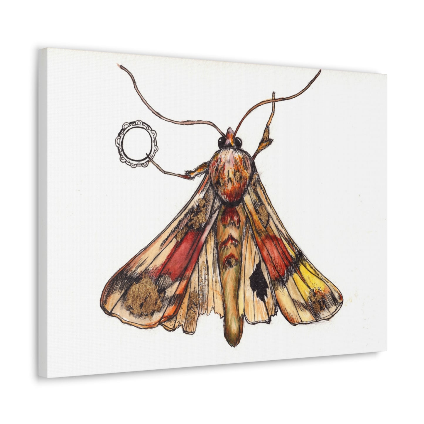 Moth -Canvas Gallery Wraps