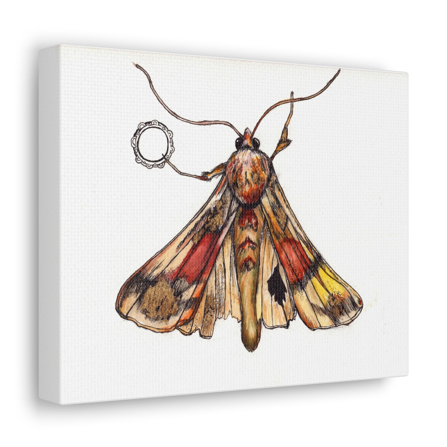 Moth -Canvas Gallery Wraps