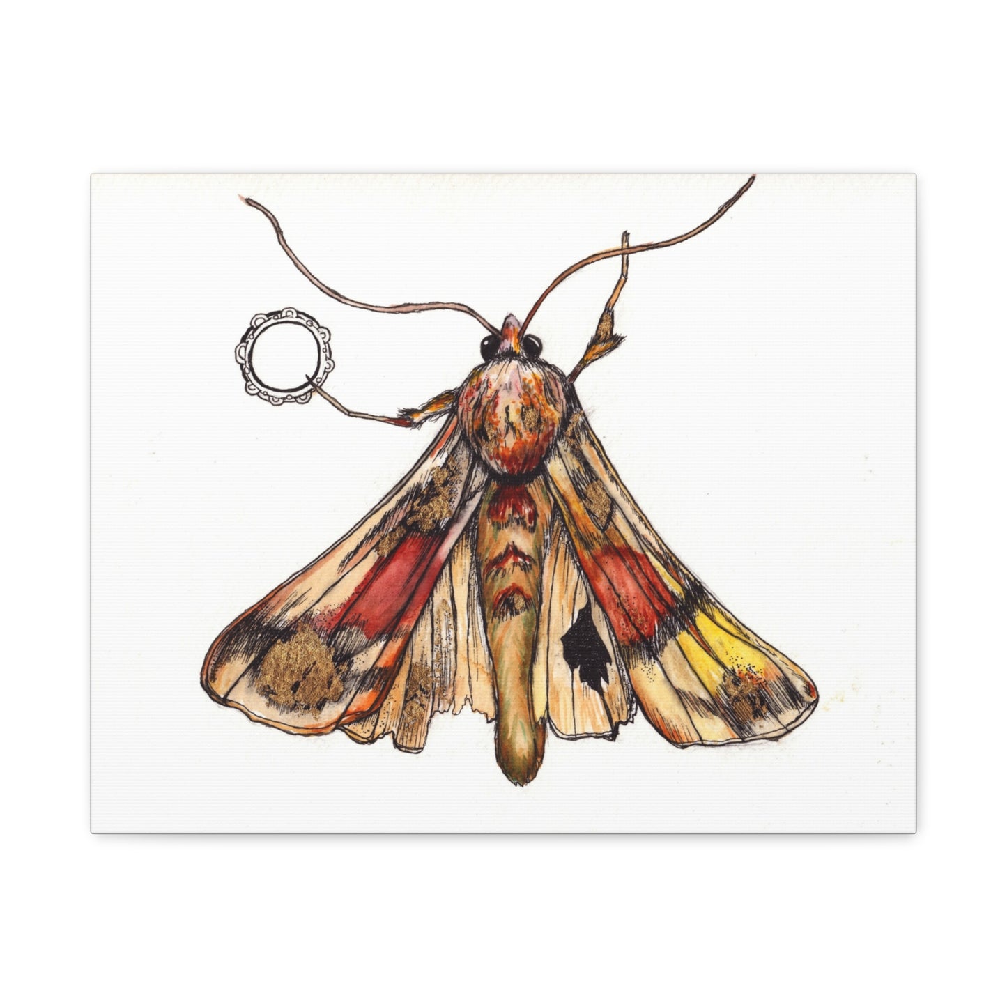 Moth -Canvas Gallery Wraps