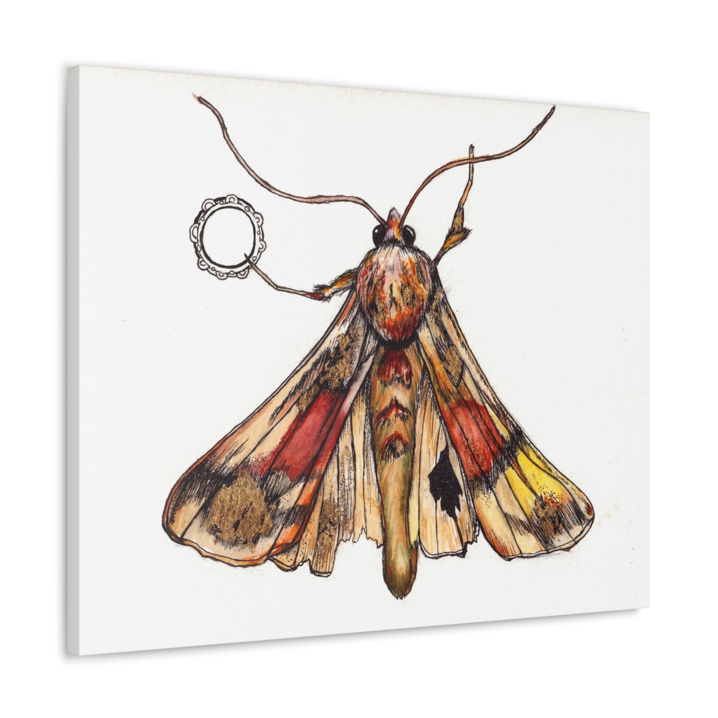 Moth -Canvas Gallery Wraps