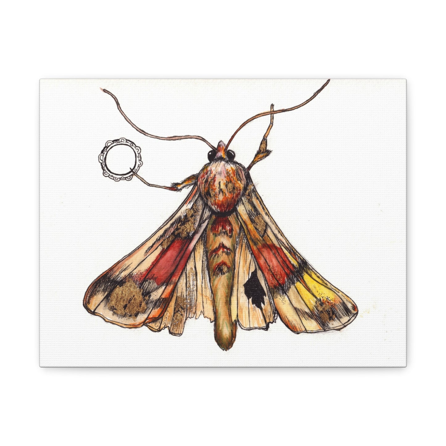 Moth -Canvas Gallery Wraps