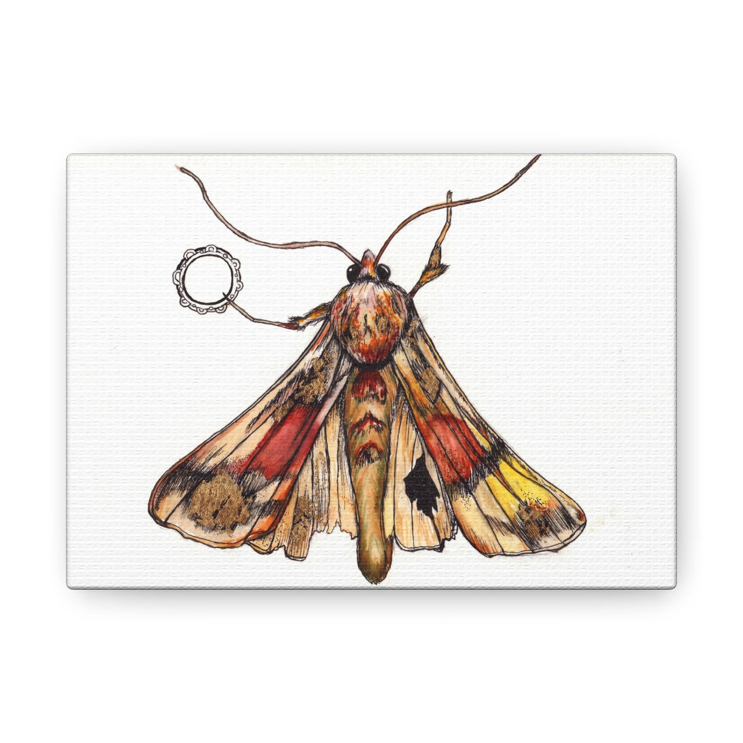 Moth -Canvas Gallery Wraps