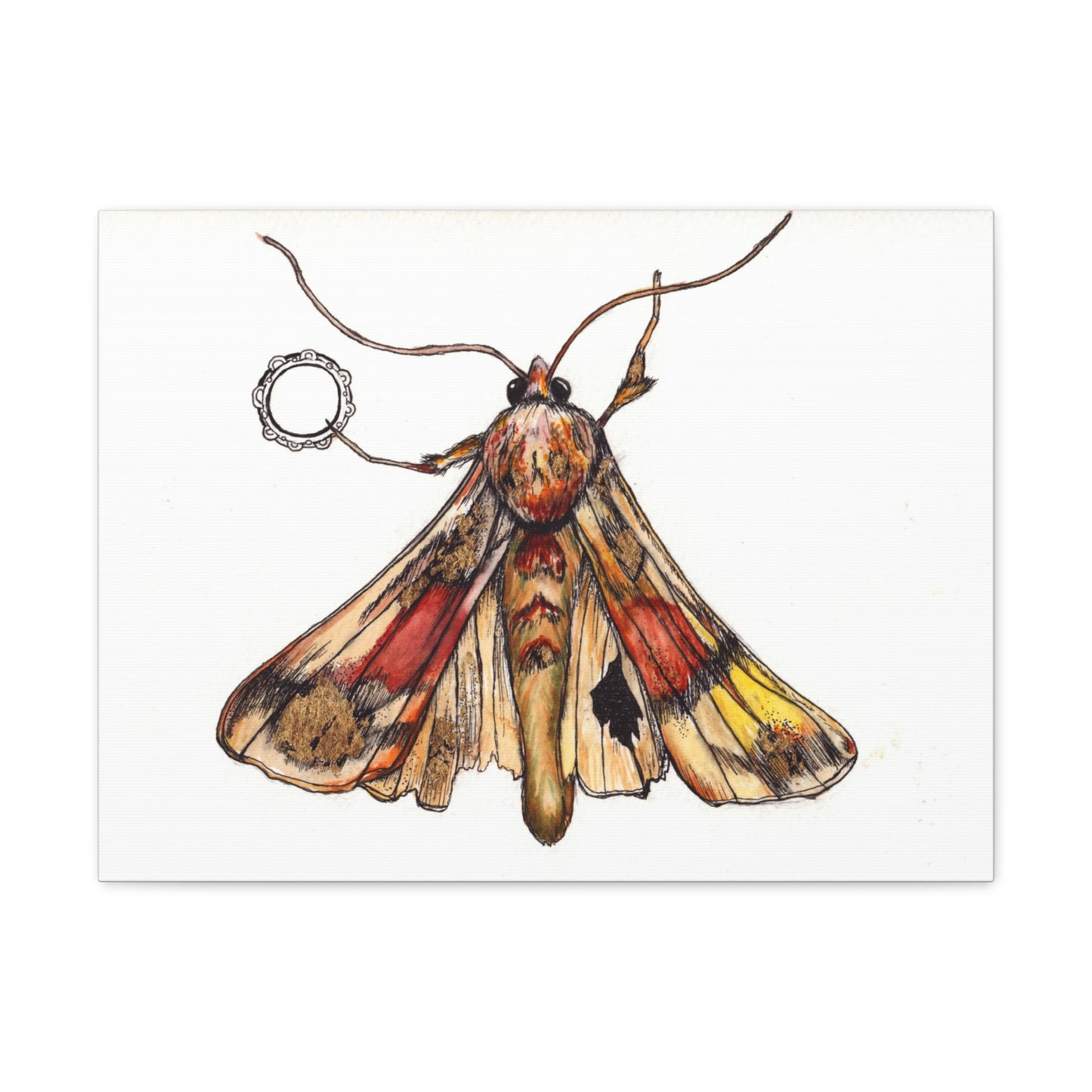 Moth -Canvas Gallery Wraps