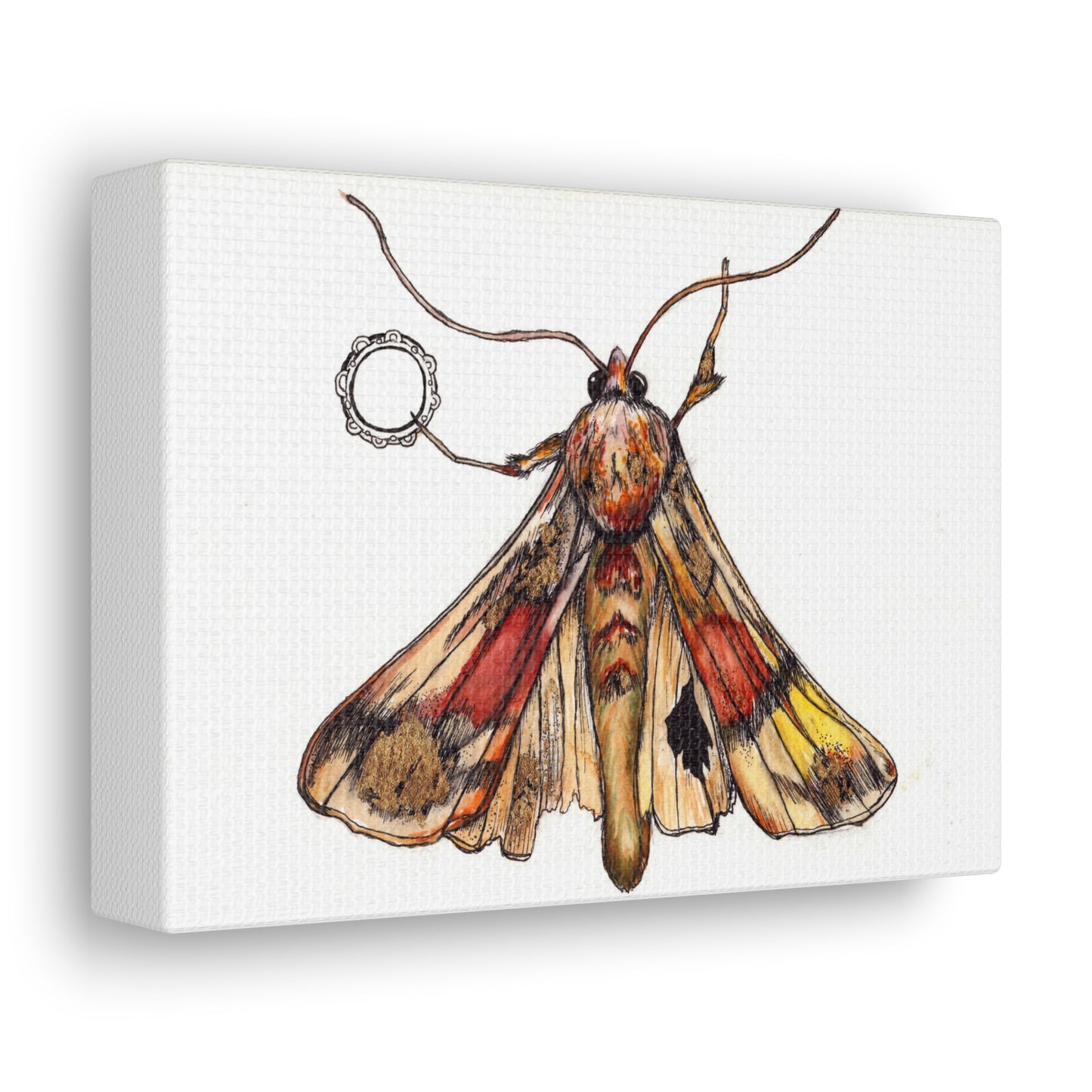 Moth -Canvas Gallery Wraps