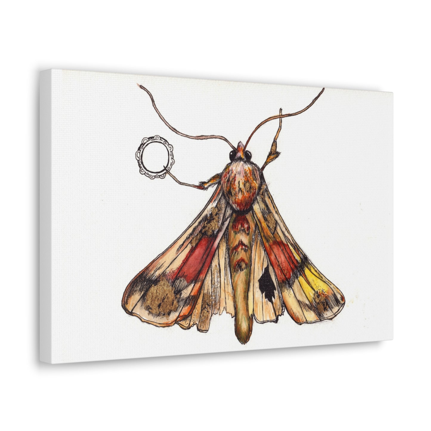 Moth -Canvas Gallery Wraps