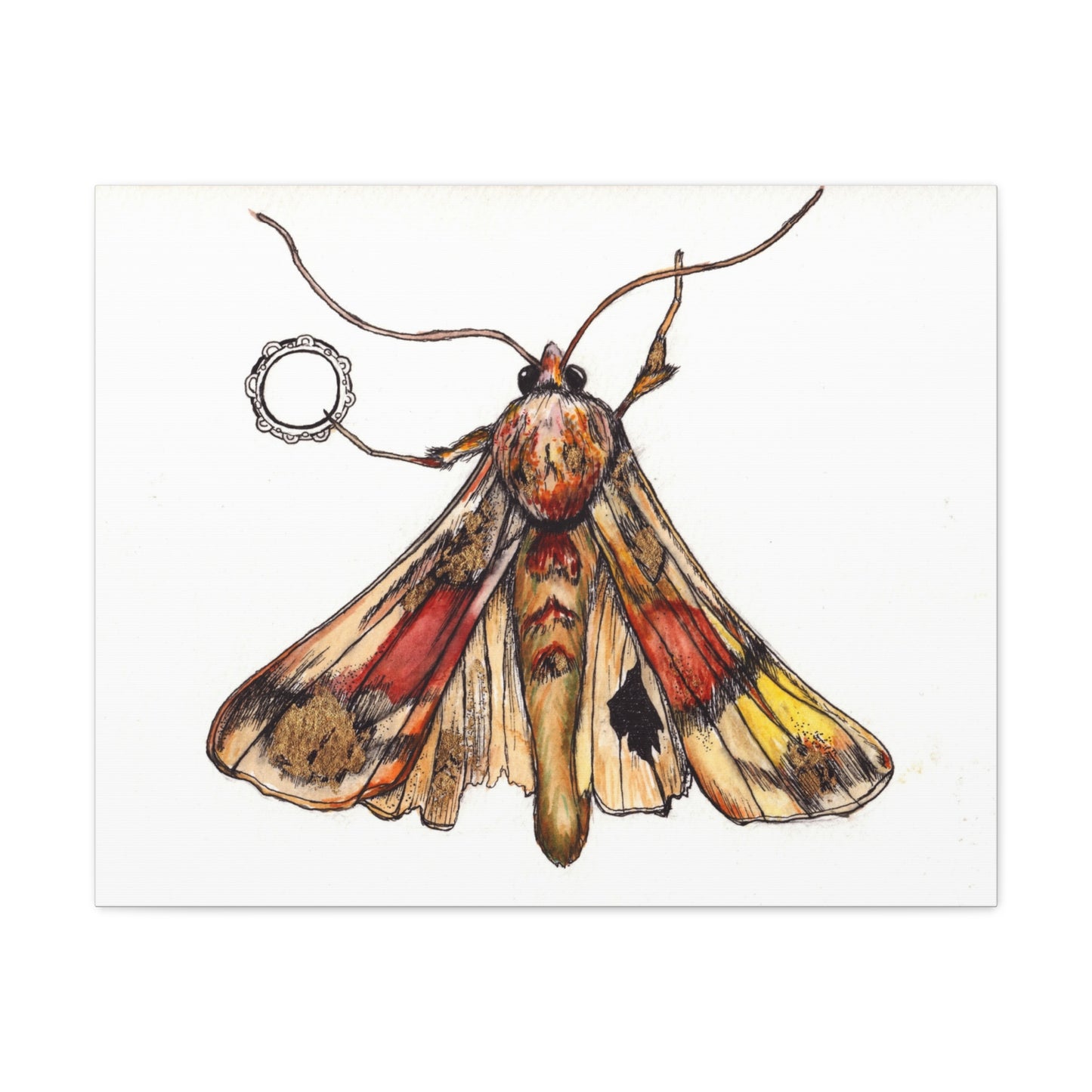 Moth -Canvas Gallery Wraps