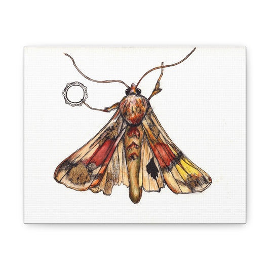 Moth -Canvas Gallery Wraps