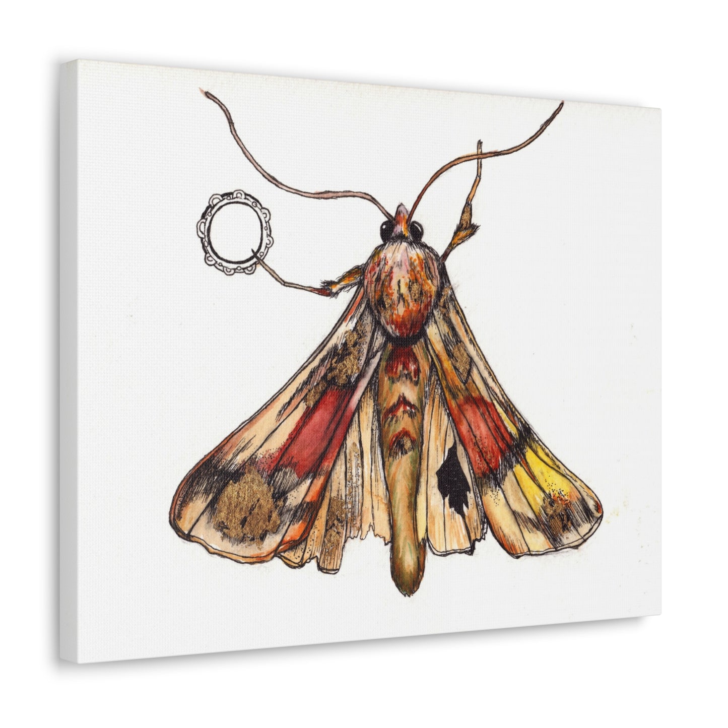 Moth -Canvas Gallery Wraps