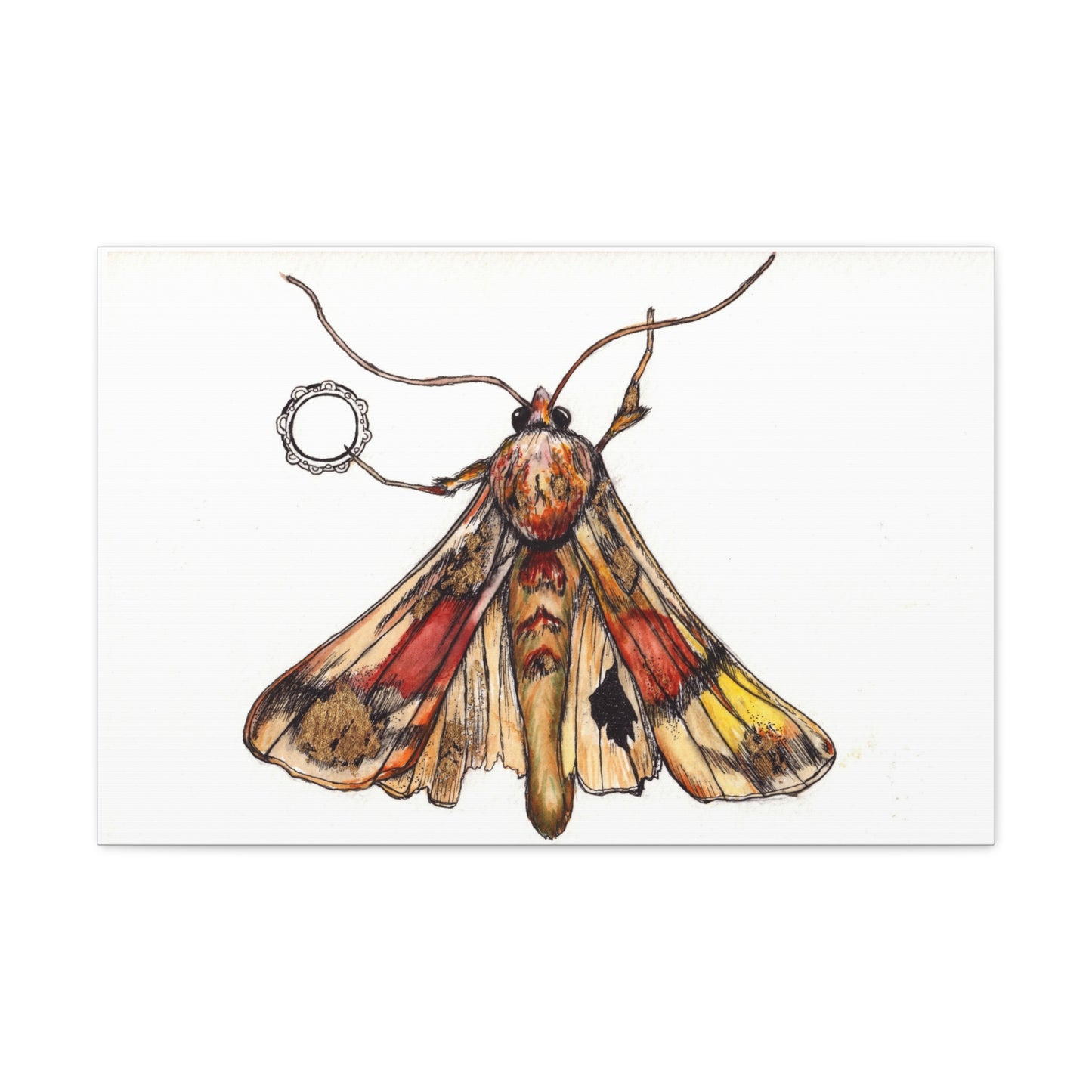 Moth -Canvas Gallery Wraps