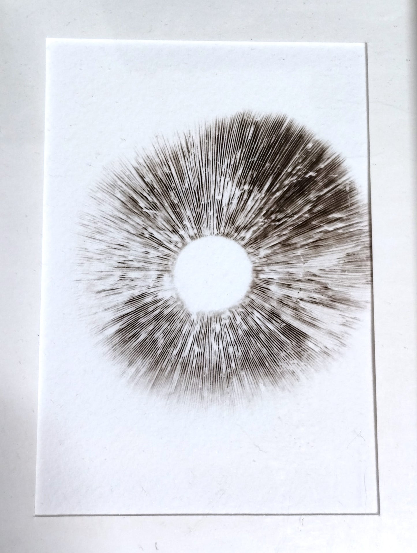 Framed Mushroom Spore Print -ONE